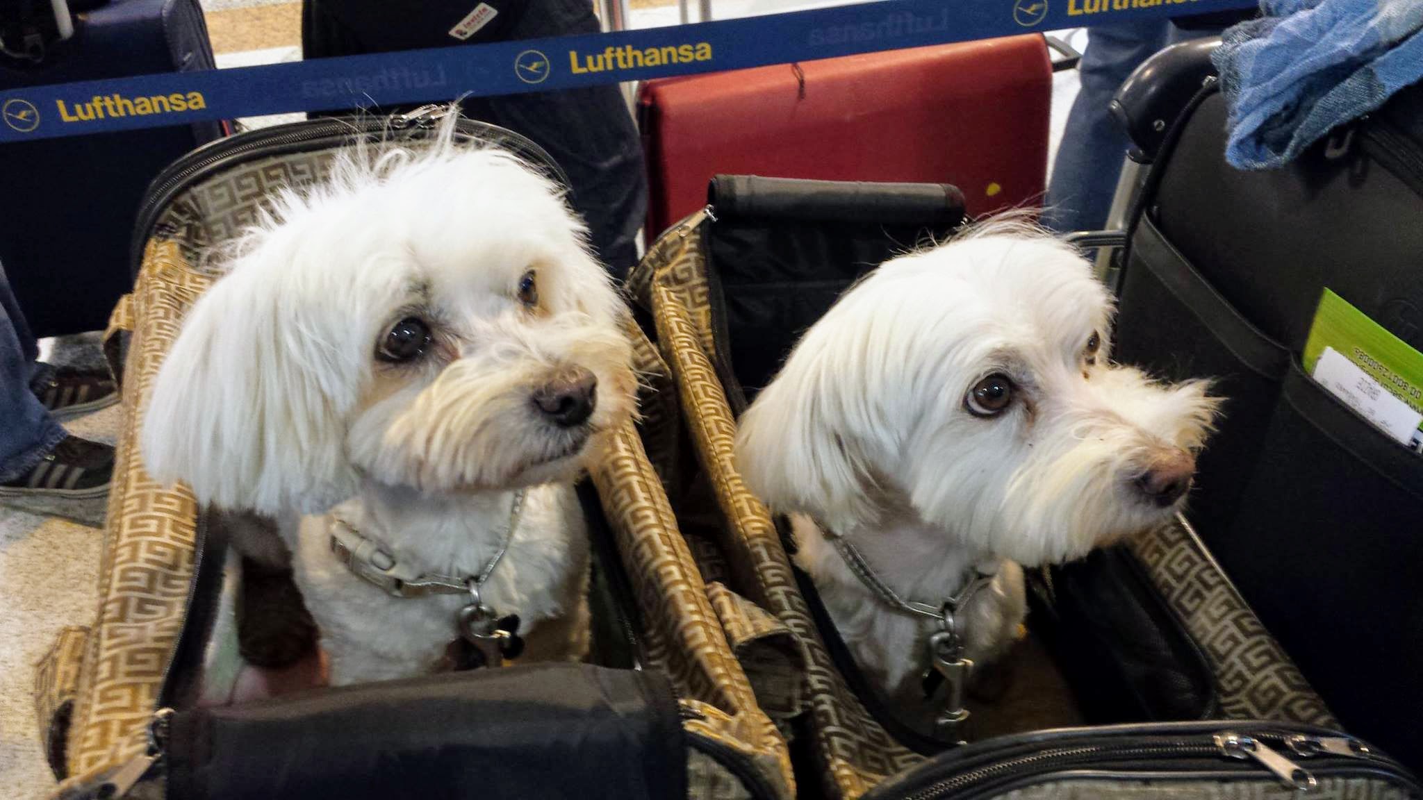 Lufthansa dog on board sales