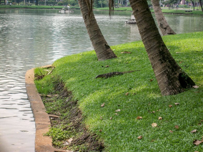 monitor lizard lumphini park