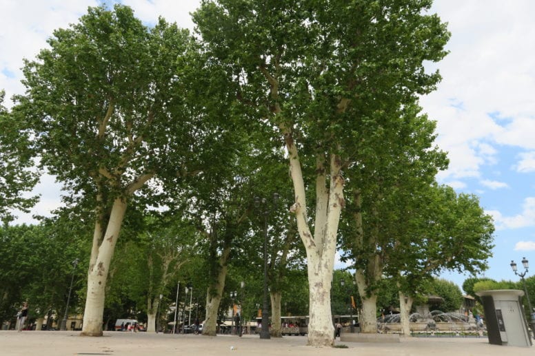 cours mirabeu aix en provence