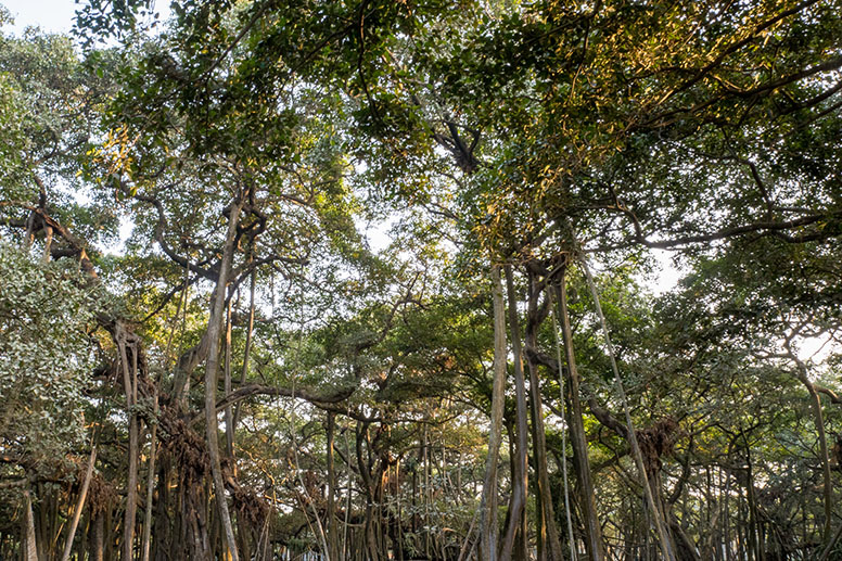 Calcutta Botanical Garden