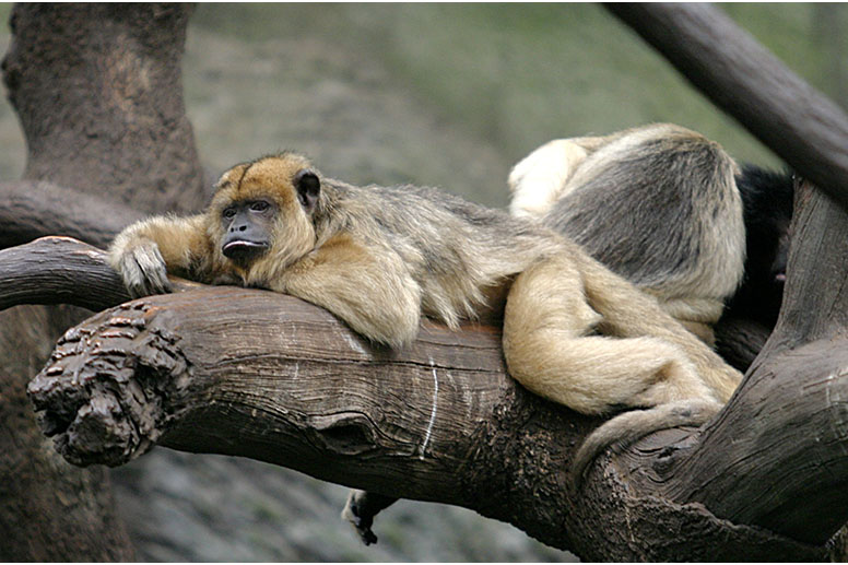 Henry Doorly Zoo Omaha