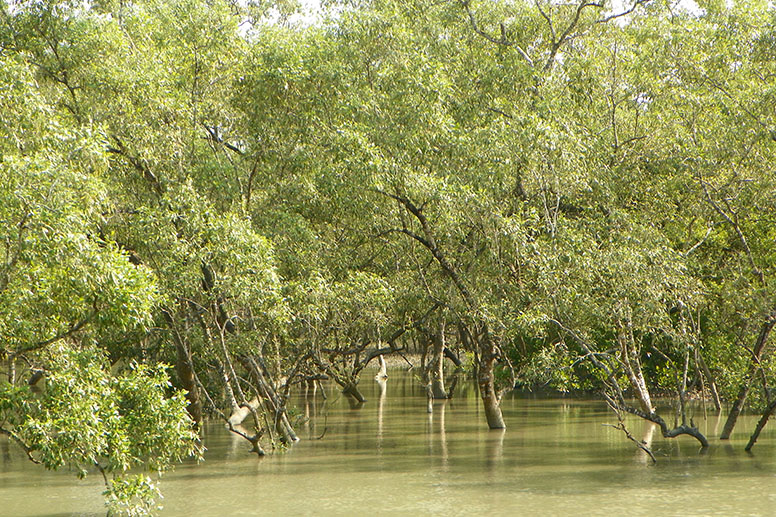 Kolkata Sundarbans national park