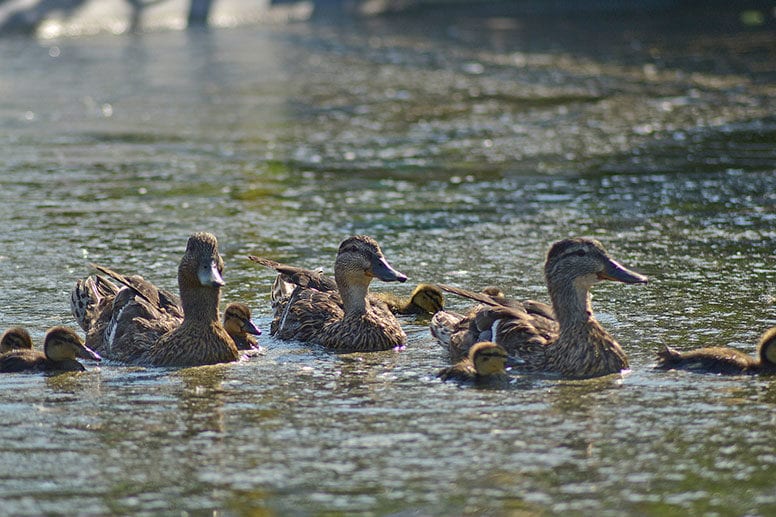 Lake Manawa Ducks