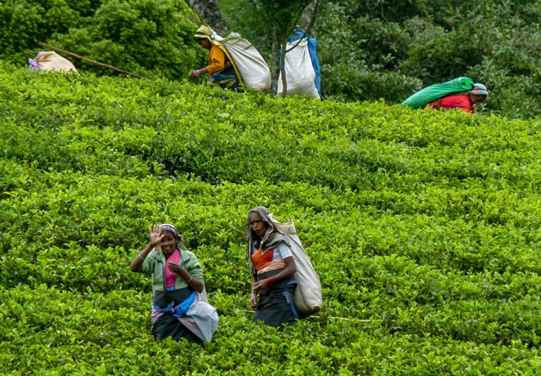 Ceylon Tea