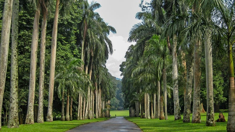 Kandy Royal Botanical Gardens